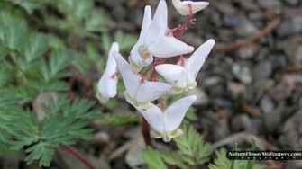 White Dicentra Wallpaper Resolution