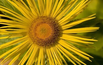 Yellow Flowers Desktop Wallpaper High Definition