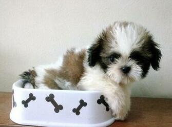 Cute Shih Tzu Puppy Wallpaper