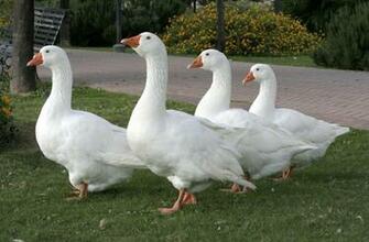 Goose Wallpaper For Desktop White Ducks Four