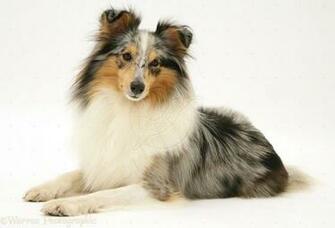 Shetland Sheepdog Wallpaper