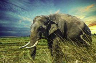 Top Elephant Wallpaper Full HD 4k To Use