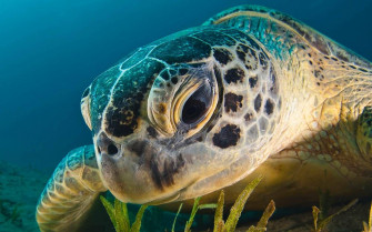 Top Cool Turtle Wallpaper Full HD 4k To Use