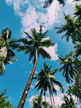 Coconut Trees Pictures Image On