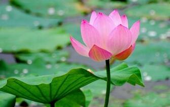 Dream Beautiful Lotus Flower Close Up Photography Desktop Wallpaper