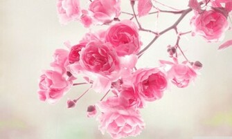 Pretty Pink Roses Wallpaper Color Photo