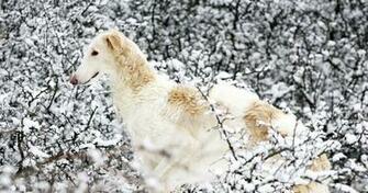 Borzoi Dog Wallpaper Animals Library