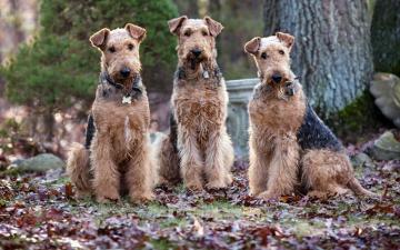 Image Airedale Terrier Dog Animals
