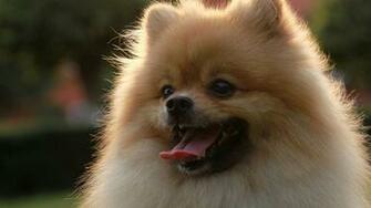 Pomeranian Puppies Puppy HD Photos Animals Wallpaper