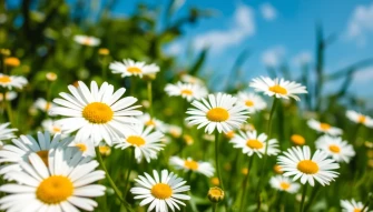 Daisy Desktop Wallpaper