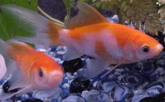 HD Wallpaper Of Goldfish Mobile