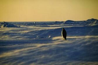 Ice Winter Wallpaper Wallpoper