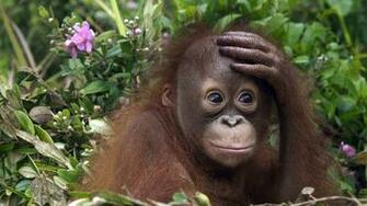 Monkey Orangutan Baby Wallpaper