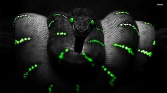 Showing Pics For Black And Red Snake Wallpaper S