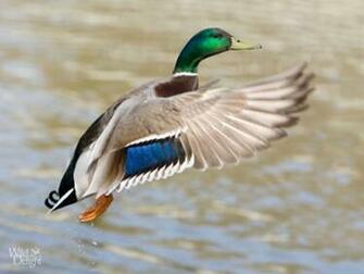 Mallard Duck HD Wallpaper High Definition Background Birds
