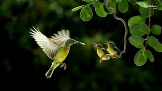 Humming Bird Computer Wallpaper Desktop Background Id