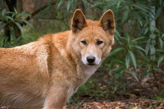 Dingo HD Desktop Wallpaper 7wallpaper Net