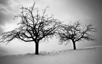 Sky Branches Cold Dusk Trees Winter Snow Silhouette Wallpaper