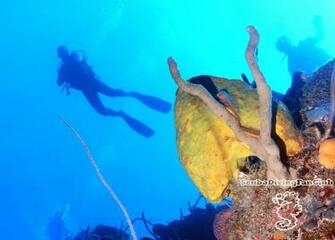 Scuba Diving Wallpaper
