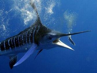 Marlin Ocean Blue Jpg