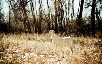 White Dogs Wallpaper High Definition Quality