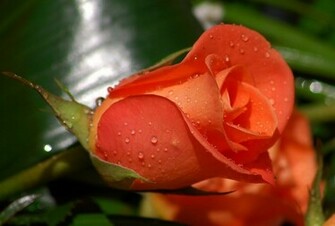 Rose Nice Flower HD Wallpaper Beautiful Background