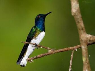 Unique Animals S Hummingbirds Pictures Wallpaper