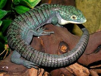 Abronia