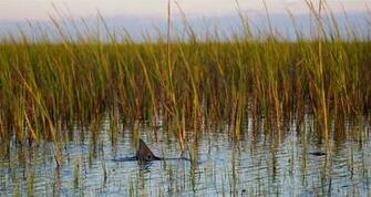 To The Gainesville Offshore Fishing Club