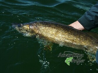 Walleye Wallpaper HD Release