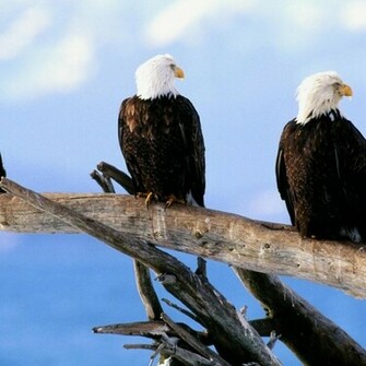 Wild Bald Eagles Wallpaper