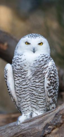 Snowy Owl Phone Wallpaper