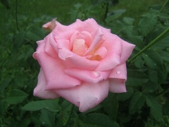 Beautiful Pink Roses Wallpaper