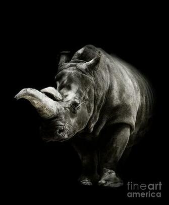 Rhinoceros On Black Background Photograph By Svetlana Foote