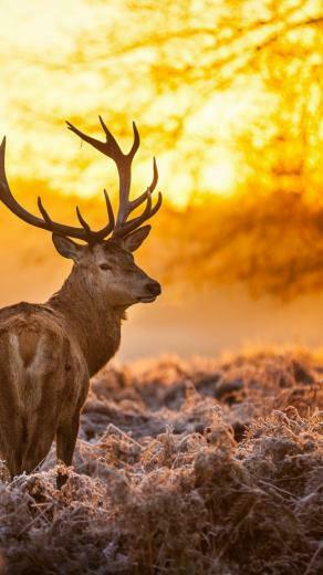 Deer Wallpaper Os Windows Wild Sun Yellow Nature Winter