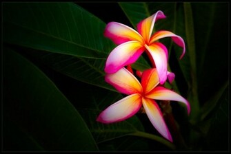 Plumeria Wallpaper Top HD Desktop Background
