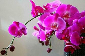 Orchid Music Live Wallpaper For Android Apk