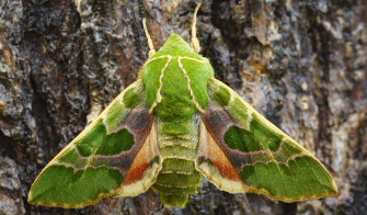 Vibrant Sphinx Moth Against Bark Wallpaper