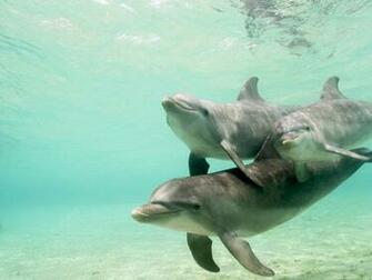 Kids Pool Dolphin HD Wallpaper Background Host2post