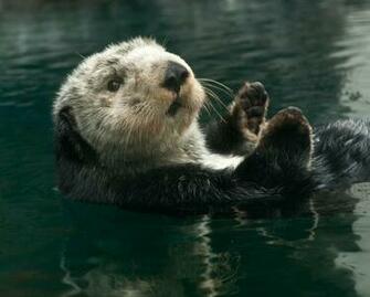 Field Notes Clams But Still No Pup For Aniak The