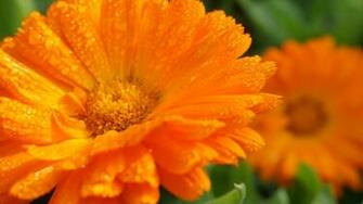 Flower Orange Calendula Macro HD Wallpaper 4k
