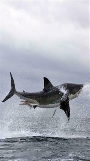White Shark Animal iPhone Wallpaper S 3g