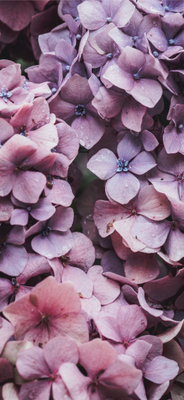 Pink Flowers iPhone Wallpaper