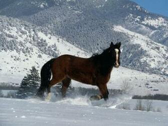 Horse Running In The Snow Screensavers And Funny Pictures Animals