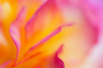 The Default Wallpaper Of Ubuntu