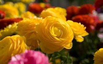 Yellow Flowers Wallpaper And Image Pictures Photos