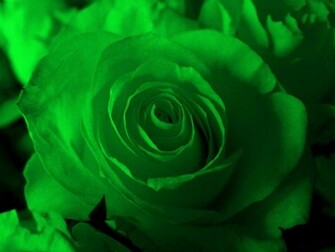 Green Rose Flowers