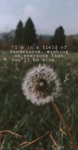 Dandelions Wallpaper Dandelion Pictures