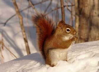 Cute Squirrel Wallpaper