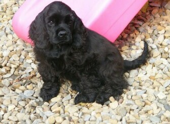 American Cocker Spaniel HD Wallpaper